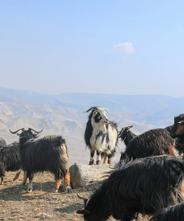 100% cashmere in Norway - Vinterlyn Pure Cashmere